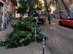 София - Опасно дърво