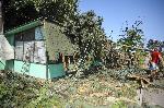 Бурен вятър изкорени дървета в Бяла Слатина