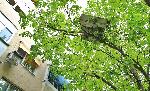 Плевен - Матрак на дърво