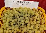 Плевен - Изложба на сортове грозде