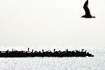 Варна - Рибари опитват късметът си по буните в залива