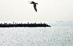 Варна - Рибари опитват късметът си по буните в залива
