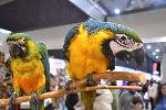 Най-голямото зооизложение в България Sofia zoo expo отвори врати в столичния Интер експо център