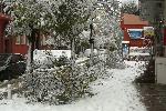 София - Тежка зимна обстановка през ноември - Паднали клони и дървета