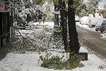София - Тежка зимна обстановка през ноември - Паднали клони и дървета