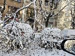 София - Тежка зимна обстановка през ноември - Паднали клони и дървета