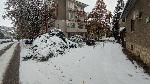 Над 50 сигнала за паднали дървета и клони в Плевен