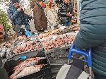 София - опашка за риба