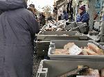 София - опашка за риба