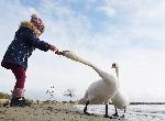 На плажа във Варна пристигнаха  скандинавските  лебеди