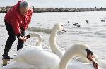 Варна  - скандинавските лебеди отново са на плажа