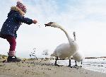 Варна  - скандинавските лебеди отново са на плажа