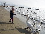 Варна  - скандинавските лебеди отново са на плажа