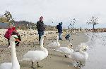 Варна  - скандинавските лебеди отново са на плажа