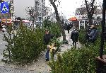Търговците на елхи във Варна вече посрещат първите си клиенти