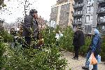 Варна  - Продажба на Коледни дръвчета