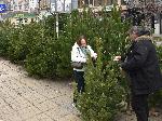 Варна  - Продажба на Коледни дръвчета