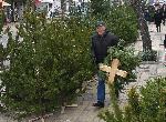 Варна  - Продажба на Коледни дръвчета