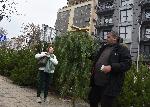 Варна  - Продажба на Коледни дръвчета