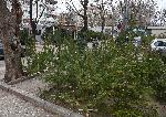 Варна  - Продажба на Коледни дръвчета