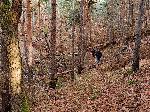 София - горски пейзаж