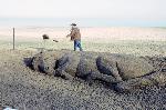 Конят и 2023 г. си тръгнаха от бургаския плаж