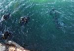 Варна - Водолази оглеждат за опасни предмети