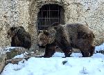 Мечките в плевенския зоопарк не спят зимен сън