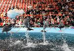 Варненският делфинариум с безплатни представления за децата