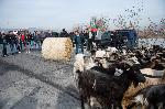 Благоевград - Протест на животновъди - Ново Делчево
