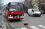 София – Ретро автобуси