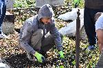 СОФИЯ - Централни софийски гробища - Акция на доброволци от Гората БГ за разчистване на гробищния парк