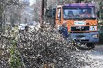 СОФИЯ - Централни софийски гробища - Акция на доброволци от Гората БГ за разчистване на гробищния парк