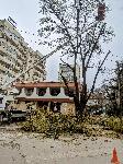 Плевен - Паднали клони на булевард