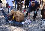 Село Горна Митрополия празнува Тодоровден с кукери