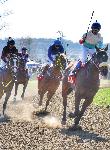 Дългопол - Конни надбягвания
