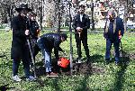 София – Засаждане на дървета в парка Заимов от журито на София филм фест