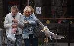 Варна - Гларуси крадат храна от минувачи