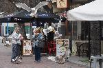 Варна - Гларуси крадат храна от минувачи