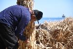 Варна - Плетачи на плажни чадъри
