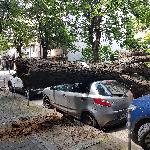 София- Паднало дърво върху автомобил
