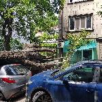 София- Паднало дърво върху автомобил