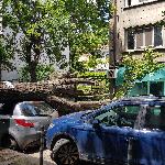 София- Паднало дърво върху автомобил
