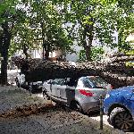 София- Паднало дърво върху автомобил