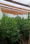Откриха парник с канабис в бургаско село