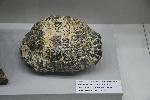 Бургас - Център по палеонтология