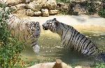 Варна- Тигрите от зоопарка се разхлаждат
