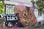 Котки красят фасадата на жилищен  блок в Бургас