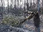 Последствията от опустошителния пожар в свиленградските села Равна гора и Левка