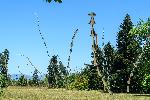 Парк Врана - Инсталацията „Steel grass“ (Стоманена трева)